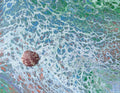 Coastal Tide Seashell - Original